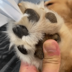 Ervella™ Electric Fur Trimmer